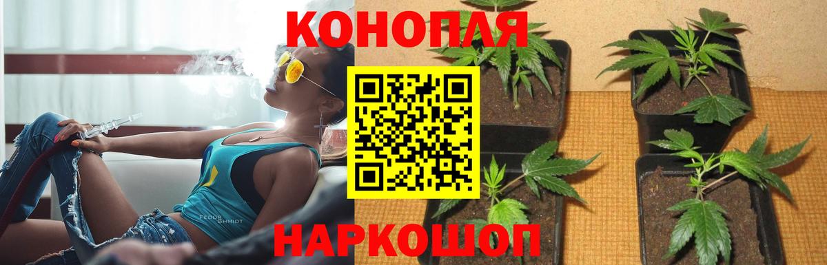 Бошки марихуана Amnesia  Канабис гибрид  Вход с VPN  Верхний Уфалей 